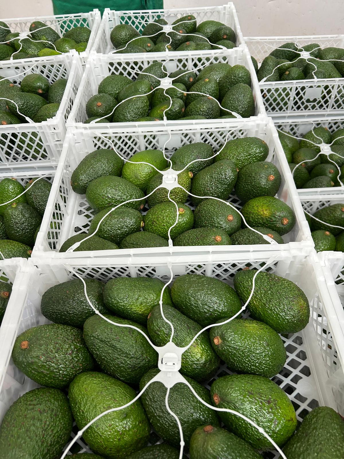 🥑 Aguacate: El Superalimento que Conquista al Mundo
